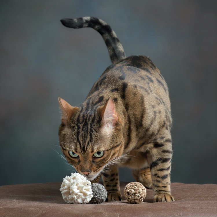 action-bengal-chasetoys1.jpg action-bengal-chasetoys1.jpg