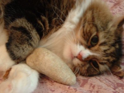 Tabby cat with white belly playing with organic catnip mouse
