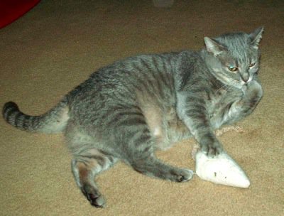 Grey tabby cat with organic catnip mouse
