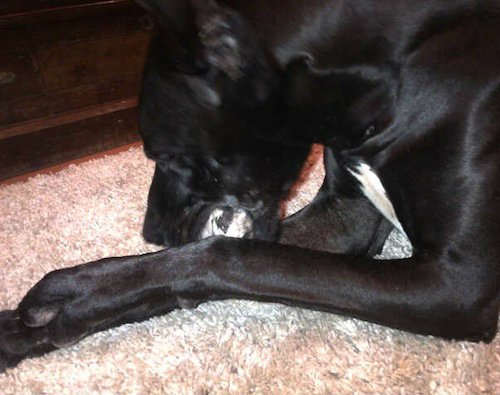 Large black dog with organic wool dog ball