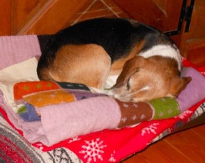 Beagle pup sleeping on brightly colored cozy wool pet blanket