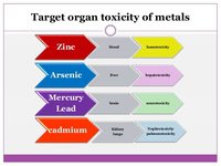 Heavy metals target organs