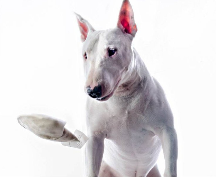 Organic dog toys. Hemp dog toys. Squeaky dog toys. Made in USA